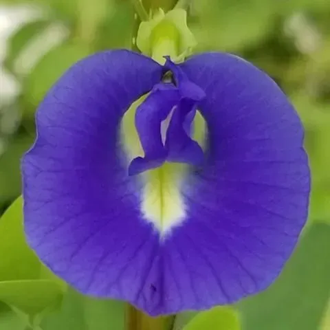 thumbnail for publication: Butterfly Pea (Clitoria ternatea) Flower Extract (BPFE) and Its Use as a pH-Dependent Natural Colorant